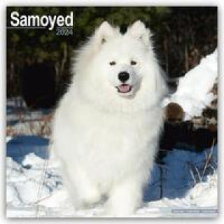 Calendar / Agendă Samoyed - Samojeden 2024 - 16-Monatskalender 