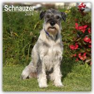 Calendar/Diary Schnauzer - Schnauzer 2024 - 16-Monatskalender 
