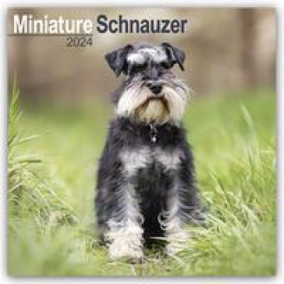Kalendár/Diár Miniature Schnauzer - Zwergschnauzer 2024 - 16-Monatskalender 