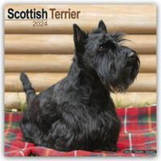 Naptár/Határidőnapló Scottish Terrier - Scottish Terrier 2024- 16-Monatskalender 