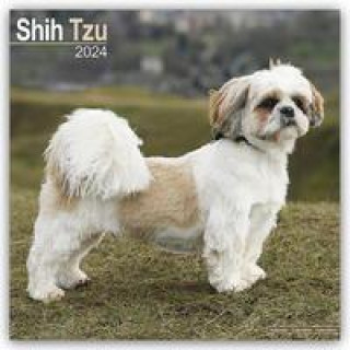 Naptár/Határidőnapló Shih Tzu 2024 - 16-Monatskalender 