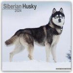 Calendar / Agendă Siberian Husky - Sibirische Huskys 2024 - 16-Monatskalender 