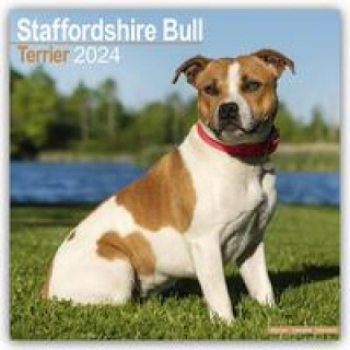Calendar / Agendă Staffordshire Bull Terrier - Staffordshire Bull Terrier 2024 - 16-Monatskalender 