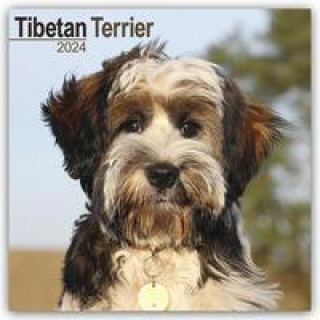 Calendar / Agendă Tibetan Terrier - Tibet Terrier 2024 - 16-Monatskalender 