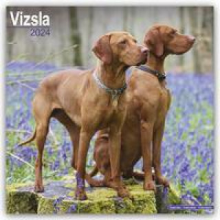 Calendar/Diary Vizsla - Ungarische Vorstehhunde 2024 - 16-Monatskalender 