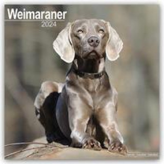 Calendar / Agendă Weimaraner - Weimaraner 2024 - 16-Monatskalender 