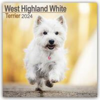 Naptár/Határidőnapló West Highland White Terrier - Westies 2024 - 16-Monatskalender 