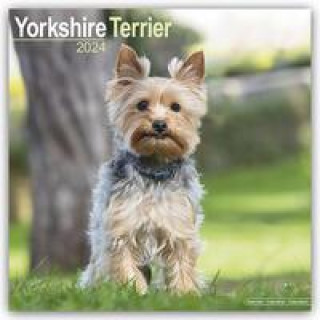 Kalendář/Diář Yorkshire Terrier - Yorkshire Terrier 2024 16-Monatskalender 