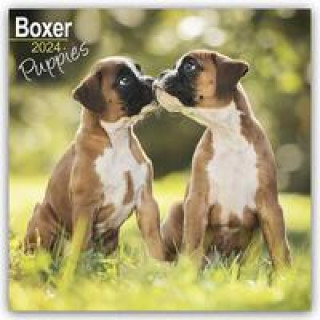 Naptár/Határidőnapló Boxer Puppies - Boxer Welpen 2024 - 16-Monatskalender 