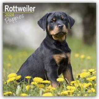 Naptár/Határidőnapló Rottweiler Puppies - Rottweiler Welpen 2024 - 16-Monatskalender 