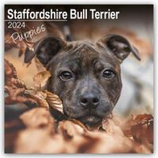 Naptár/Határidőnapló Staffordshire Bull Terrier Puppies - Staffordshire Bull Terrier Welpen 2024 - 16-Monatskalender 