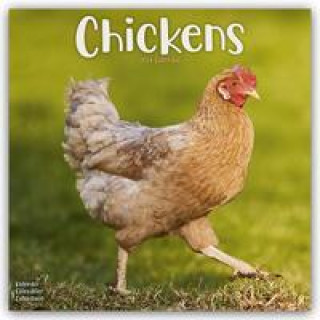 Naptár/Határidőnapló Chickens - Hühner 2024 - 16-Monatskalender 