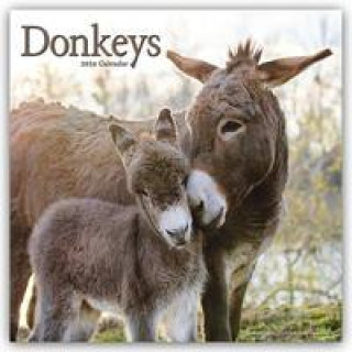 Calendar / Agendă Donkeys - Esel 2024 - 16-Monatskalender 