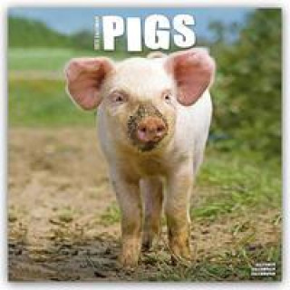 Naptár/Határidőnapló Pigs - Schweine 2024 - 16-Monatskalender 