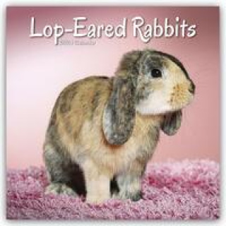 Naptár/Határidőnapló Lop-eared Rabbits - Widderkaninchen 2024 - 16-Monatskalender 