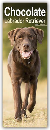 Календар/тефтер Chocolate Labrador Retriever - Schokoladenfarbene Labrador Retriever 2024 