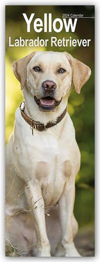 Kalendár/Diár Yellow Labrador Retriever - Gelbe Labradore 2024 