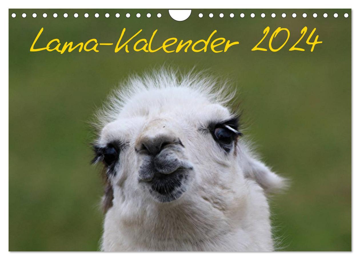 Naptár/Határidőnapló Lama-Kalender 2024 (Wandkalender 2024 DIN A4 quer), CALVENDO Monatskalender 