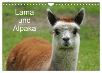 Calendar / Agendă Lama und Alpaka (Wandkalender 2024 DIN A4 quer), CALVENDO Monatskalender 