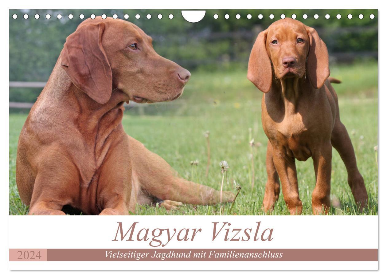 Calendar / Agendă Magyar Vizsla - Vielseitiger Jagdhund mit Familienanschluss (Wandkalender 2024 DIN A4 quer), CALVENDO Monatskalender 