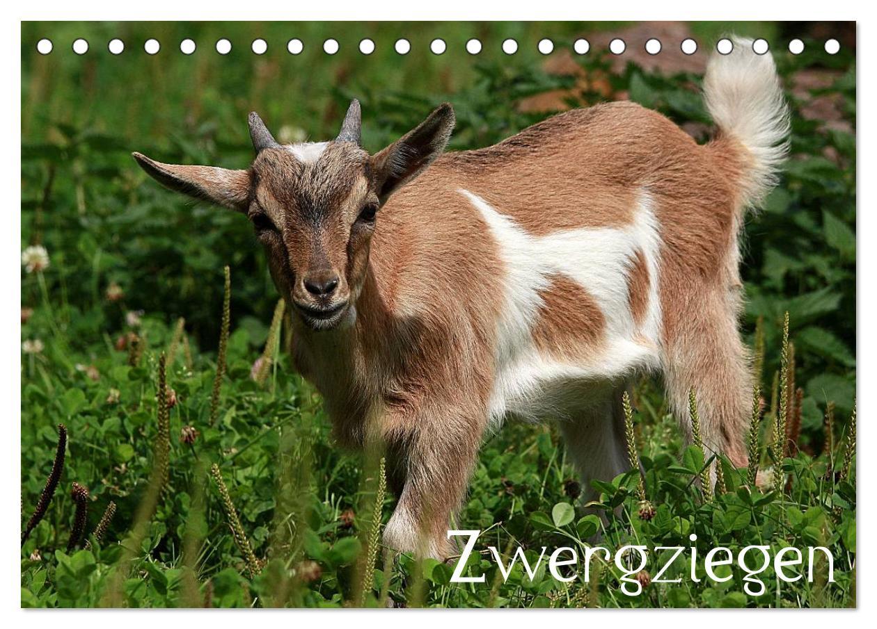 Calendar / Agendă Zwergziegen (Tischkalender 2024 DIN A5 quer), CALVENDO Monatskalender 