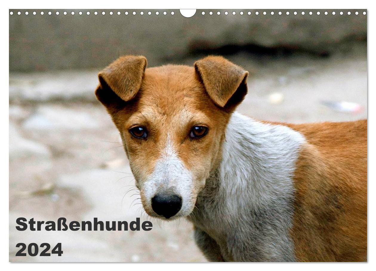Kalendář/Diář Straßenhunde (Wandkalender 2024 DIN A3 quer), CALVENDO Monatskalender 