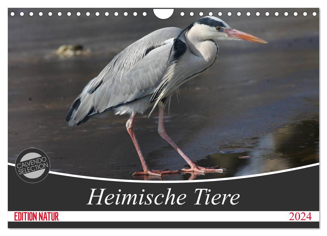 Kalendář/Diář Heimische Tiere (Wandkalender 2024 DIN A4 quer), CALVENDO Monatskalender 