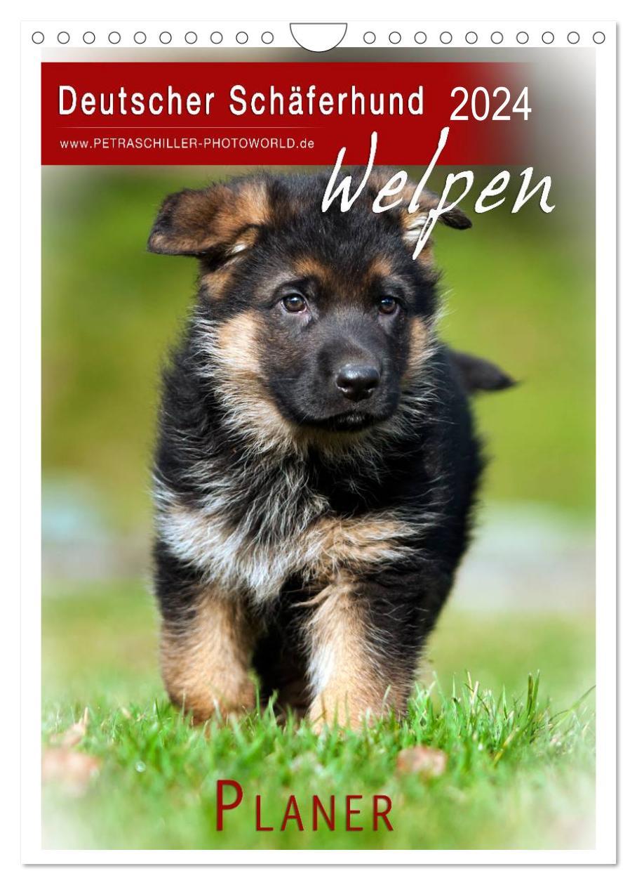 Naptár/Határidőnapló Deutscher Schäferhund - Welpen, Planer (Wandkalender 2024 DIN A4 hoch), CALVENDO Monatskalender 