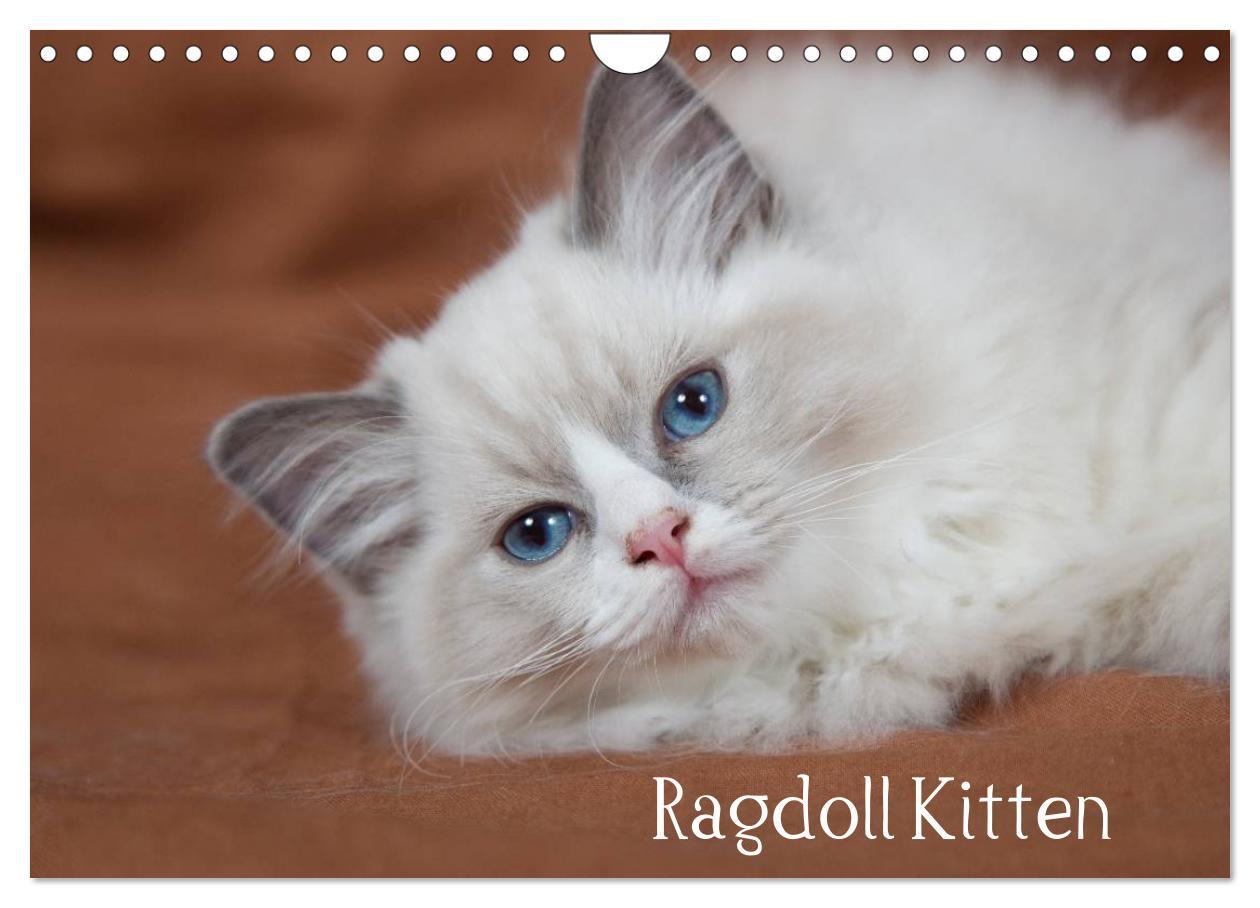 Kalendár/Diár Ragdoll Kitten (Wandkalender 2024 DIN A4 quer), CALVENDO Monatskalender 