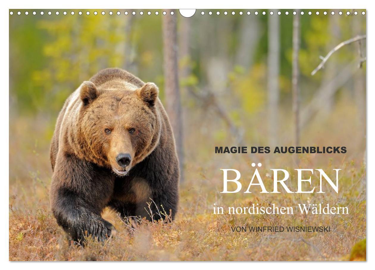 Календар/тефтер Magie des Augenblicks - Bären in nordischen Wäldern (Wandkalender 2024 DIN A3 quer), CALVENDO Monatskalender 