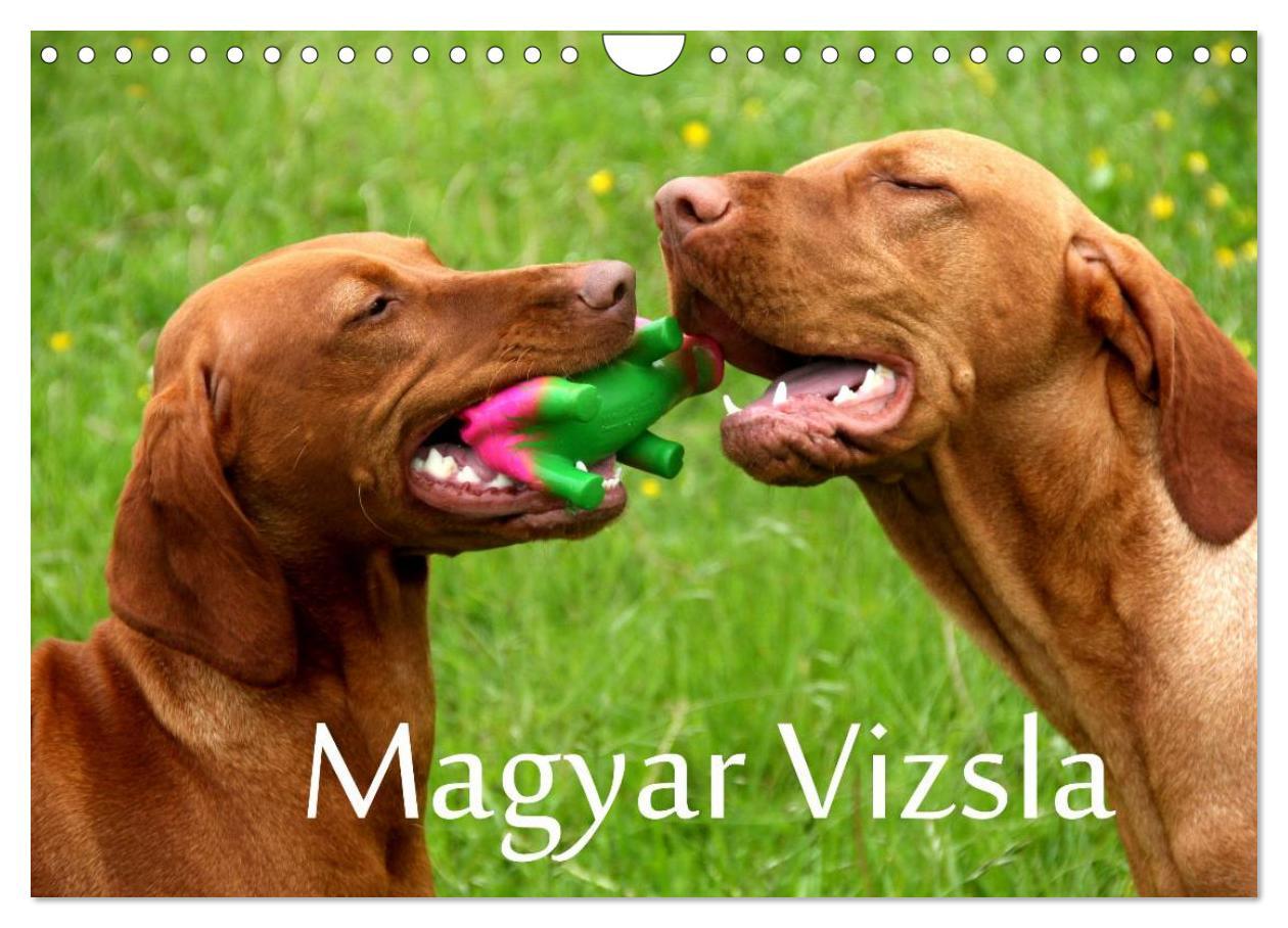 Calendar / Agendă Magyar Vizsla (Wandkalender 2024 DIN A4 quer), CALVENDO Monatskalender 
