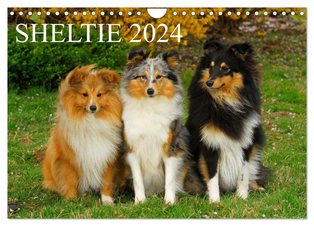 Calendar/Diary Sheltie 2024 (Wandkalender 2024 DIN A4 quer), CALVENDO Monatskalender 