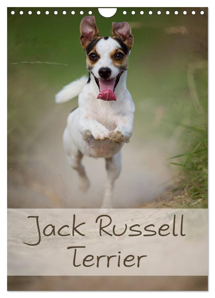 Naptár/Határidőnapló Jack Russell Terrier (Wandkalender 2024 DIN A4 hoch), CALVENDO Monatskalender 