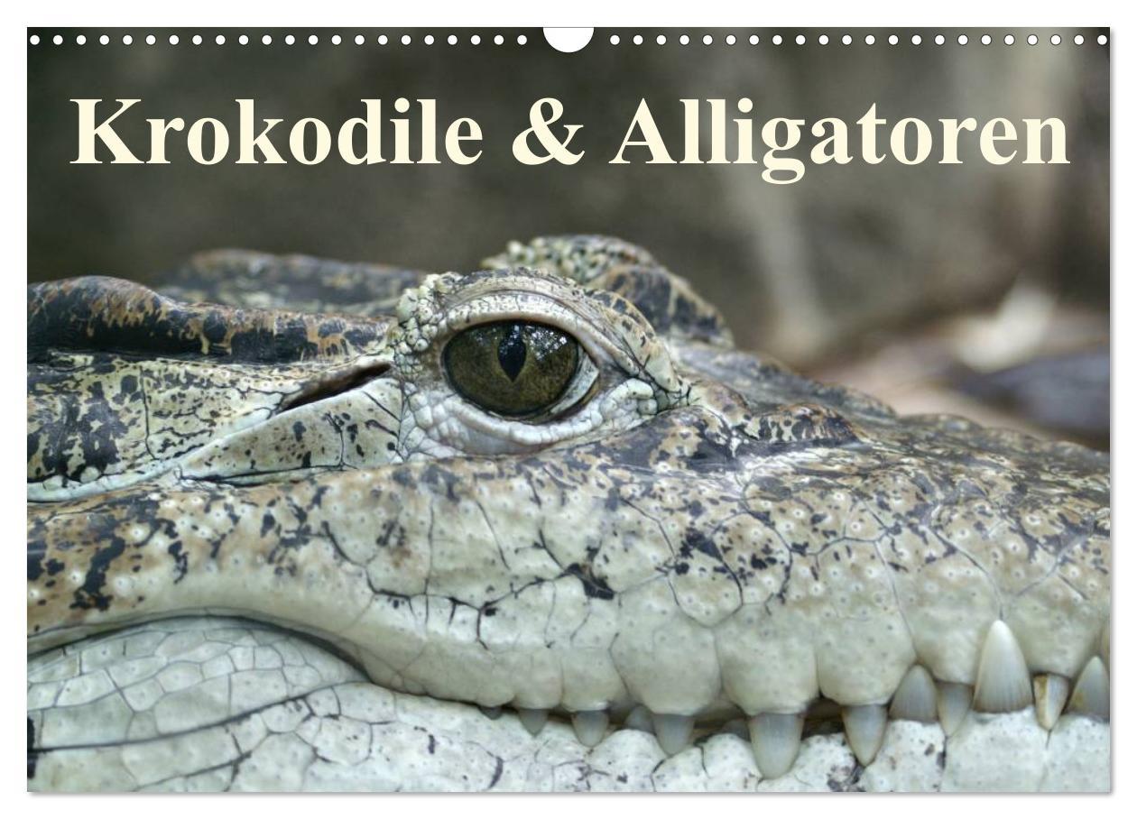 Calendar / Agendă Krokodile & Alligatoren (Wandkalender 2024 DIN A3 quer), CALVENDO Monatskalender 