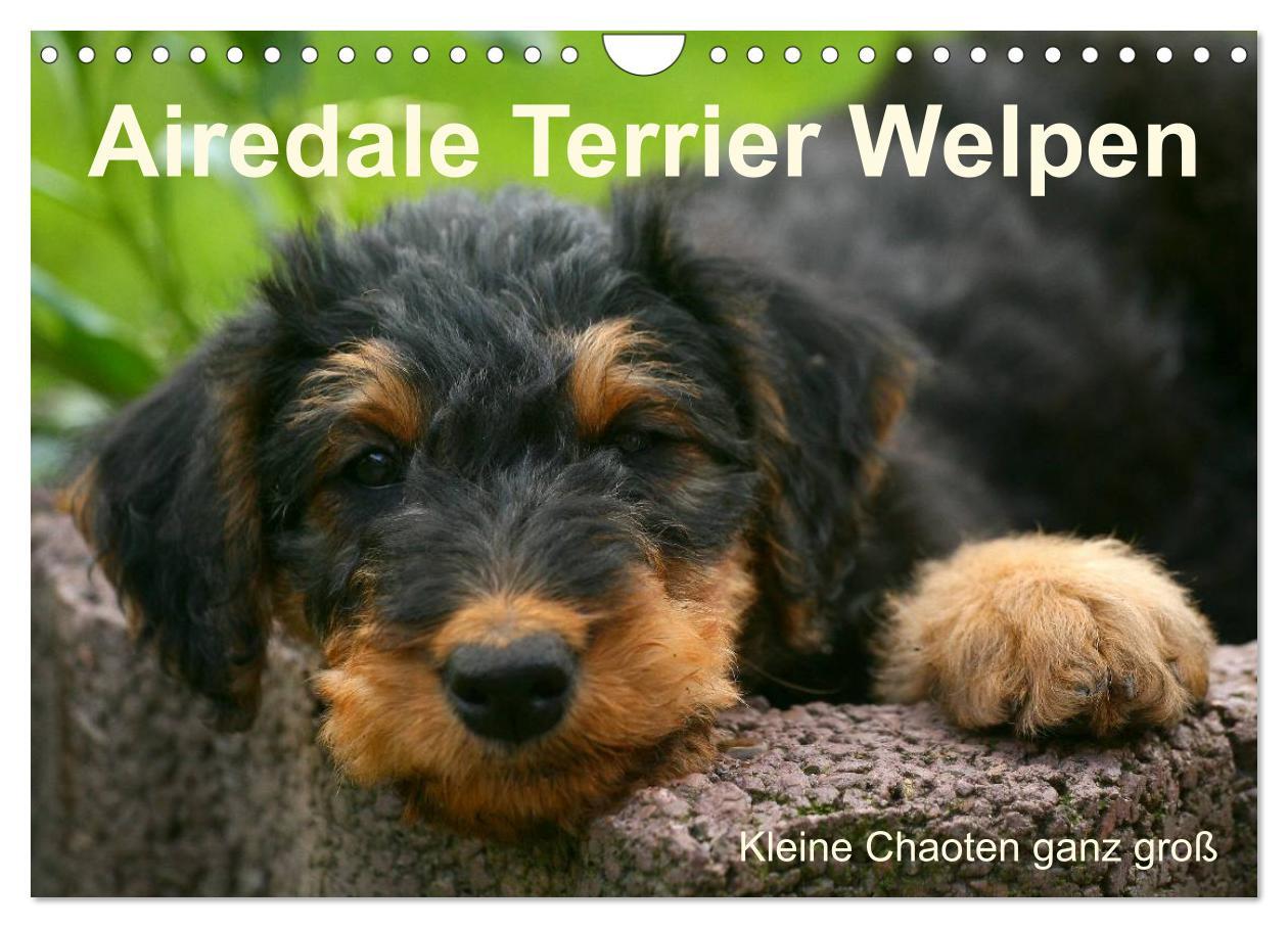 Naptár/Határidőnapló Airedale Terrier Welpen (Wandkalender 2024 DIN A4 quer), CALVENDO Monatskalender 