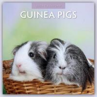Календар/тефтер Guinea Pigs - Meerschweinchen 2024 - 16-Monatskalender 