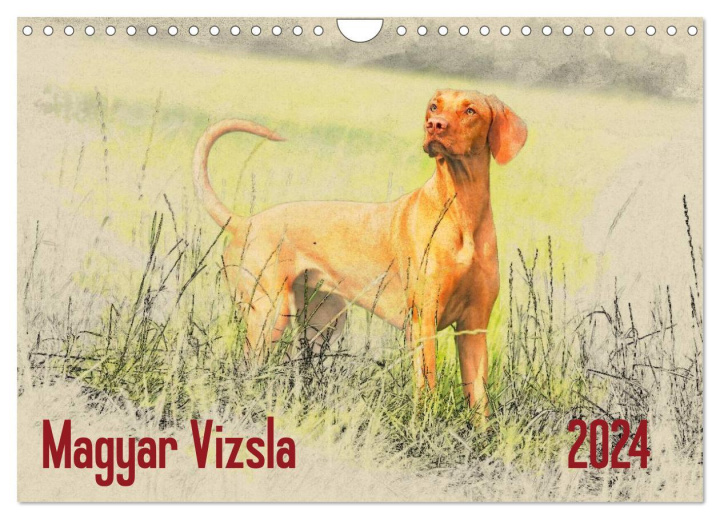 Calendar / Agendă Magyar Vizsla 2024 (Wandkalender 2024 DIN A4 quer), CALVENDO Monatskalender 