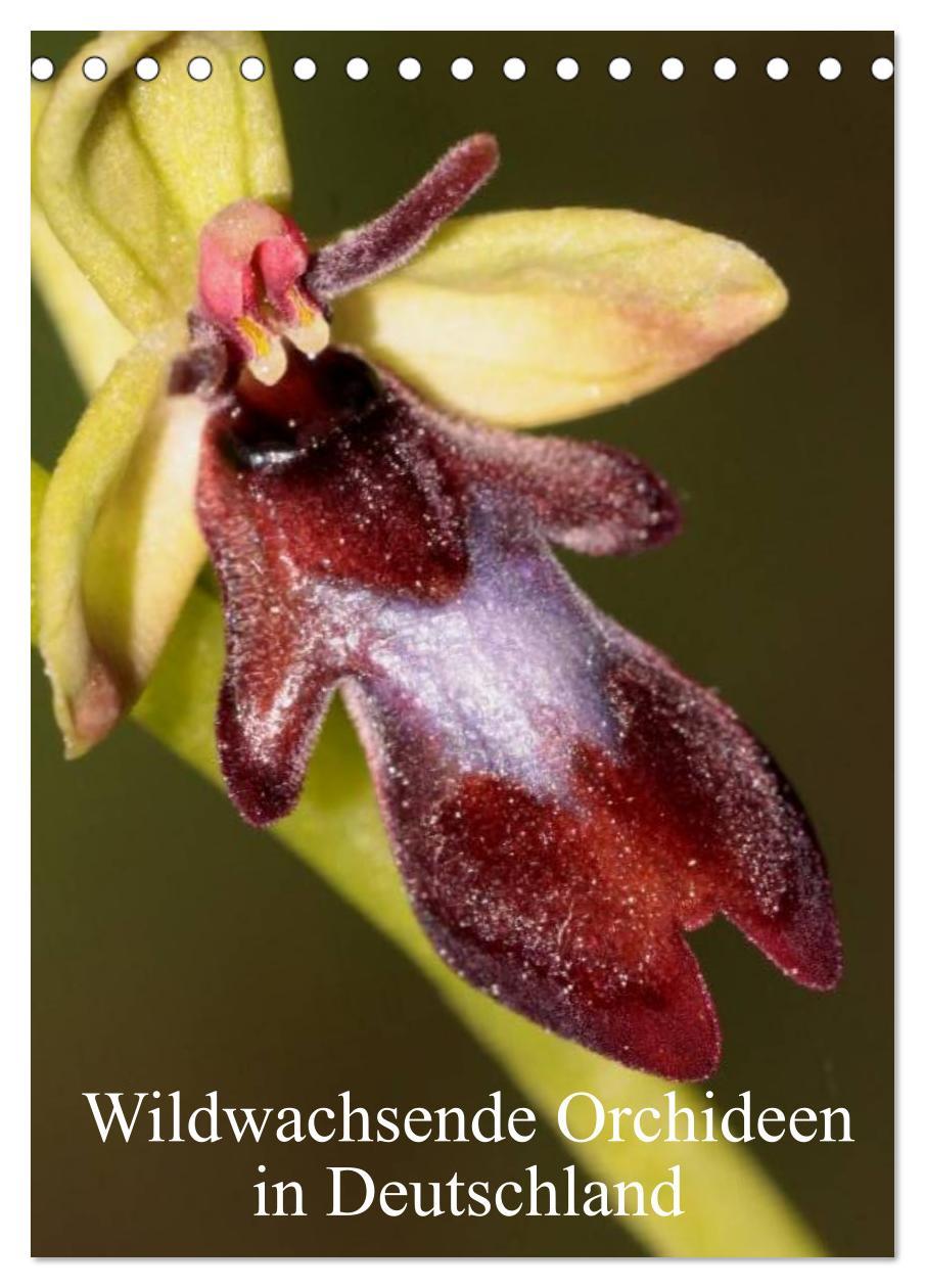 Calendar / Agendă Wildwachsende Orchideen in Deutschland (Tischkalender 2024 DIN A5 hoch), CALVENDO Monatskalender 