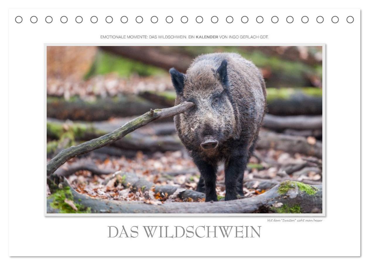 Calendar / Agendă Emotionale Momente: Das Wildschwein. / CH-Version (Tischkalender 2024 DIN A5 quer), CALVENDO Monatskalender 