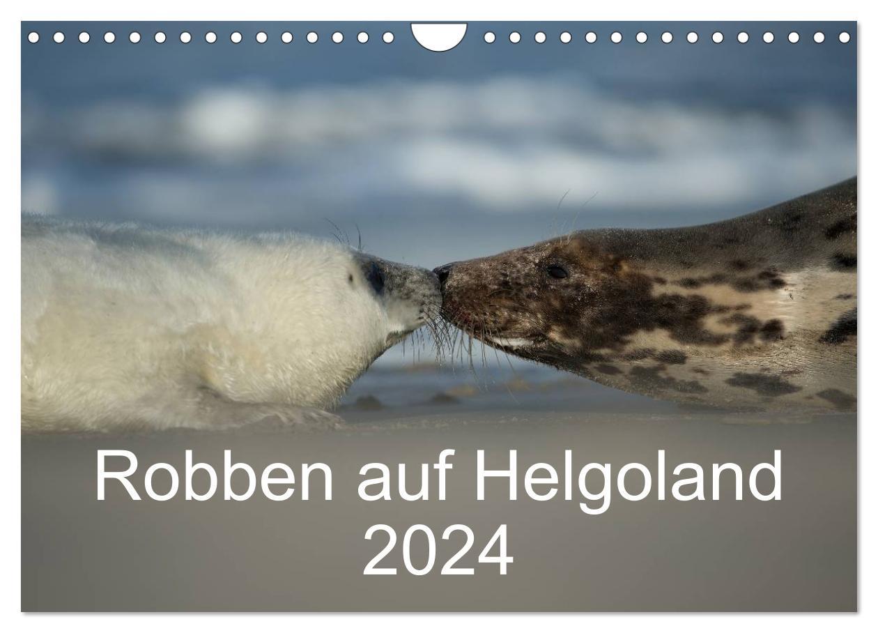 Calendar/Diary Robben auf Helgoland 2024 (Wandkalender 2024 DIN A4 quer), CALVENDO Monatskalender 