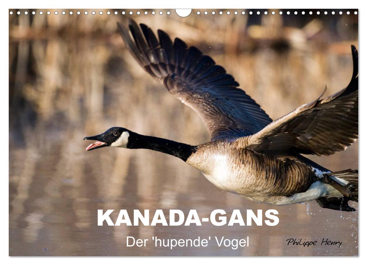 Kalendář/Diář KANADA-GANS - Der 'hupende' Vogel (Wandkalender 2024 DIN A3 quer), CALVENDO Monatskalender 