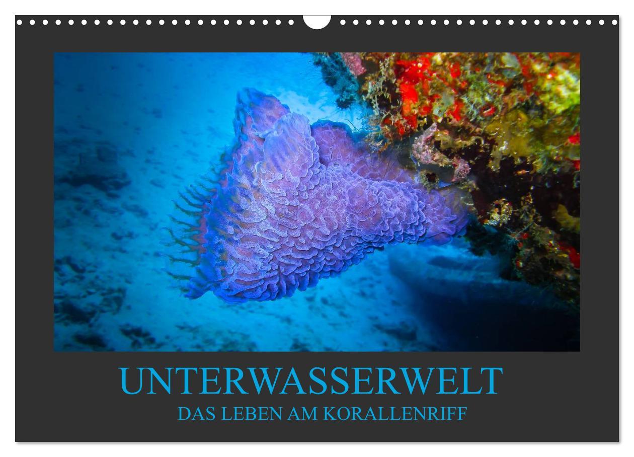 Calendar / Agendă Unterwasserwelt - Das Leben am Korallenriff (Wandkalender 2024 DIN A3 quer), CALVENDO Monatskalender 
