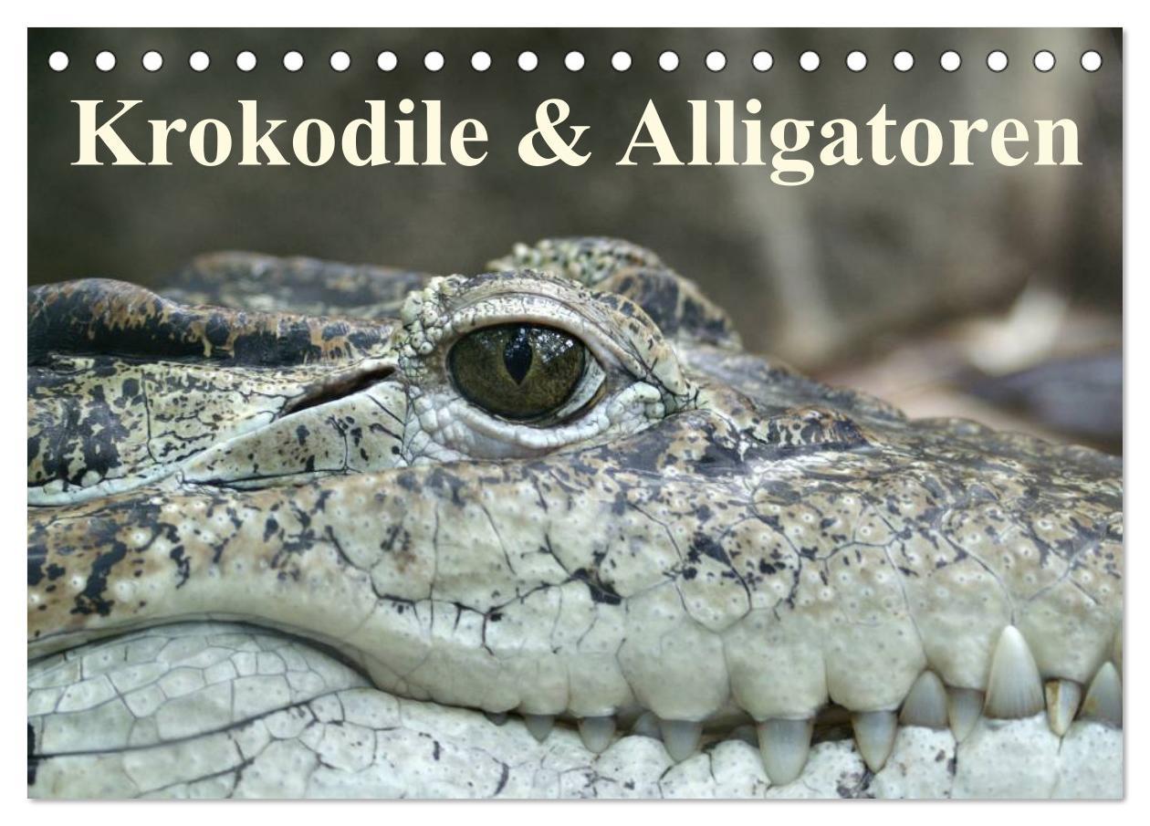 Kalendář/Diář Krokodile & Alligatoren (Tischkalender 2024 DIN A5 quer), CALVENDO Monatskalender 