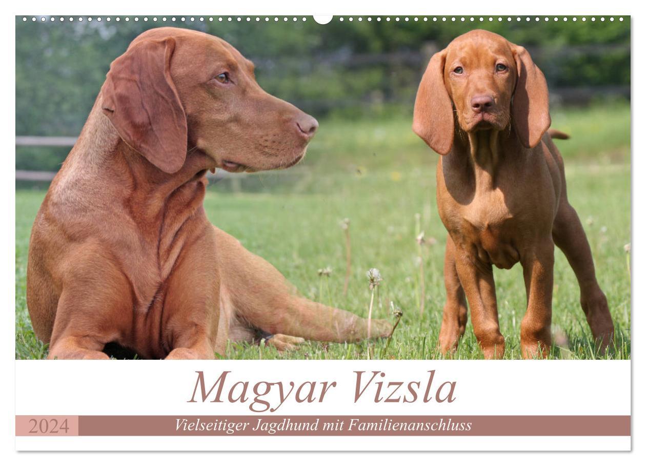 Calendar / Agendă Magyar Vizsla - Vielseitiger Jagdhund mit Familienanschluss (Wandkalender 2024 DIN A2 quer), CALVENDO Monatskalender 