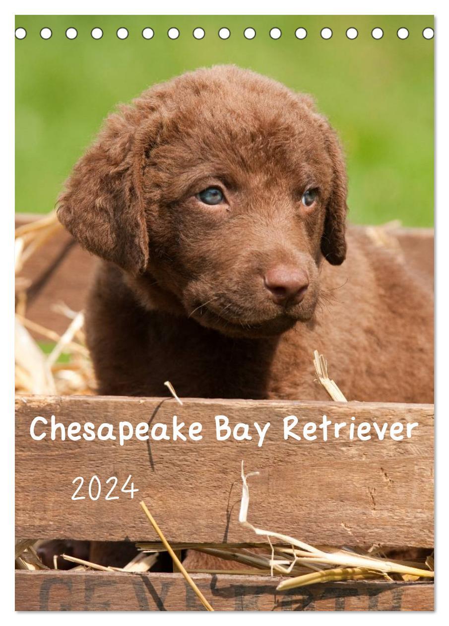 Kalendarz/Pamiętnik Chesapeake Bay Retriever 2024 (Tischkalender 2024 DIN A5 hoch), CALVENDO Monatskalender 