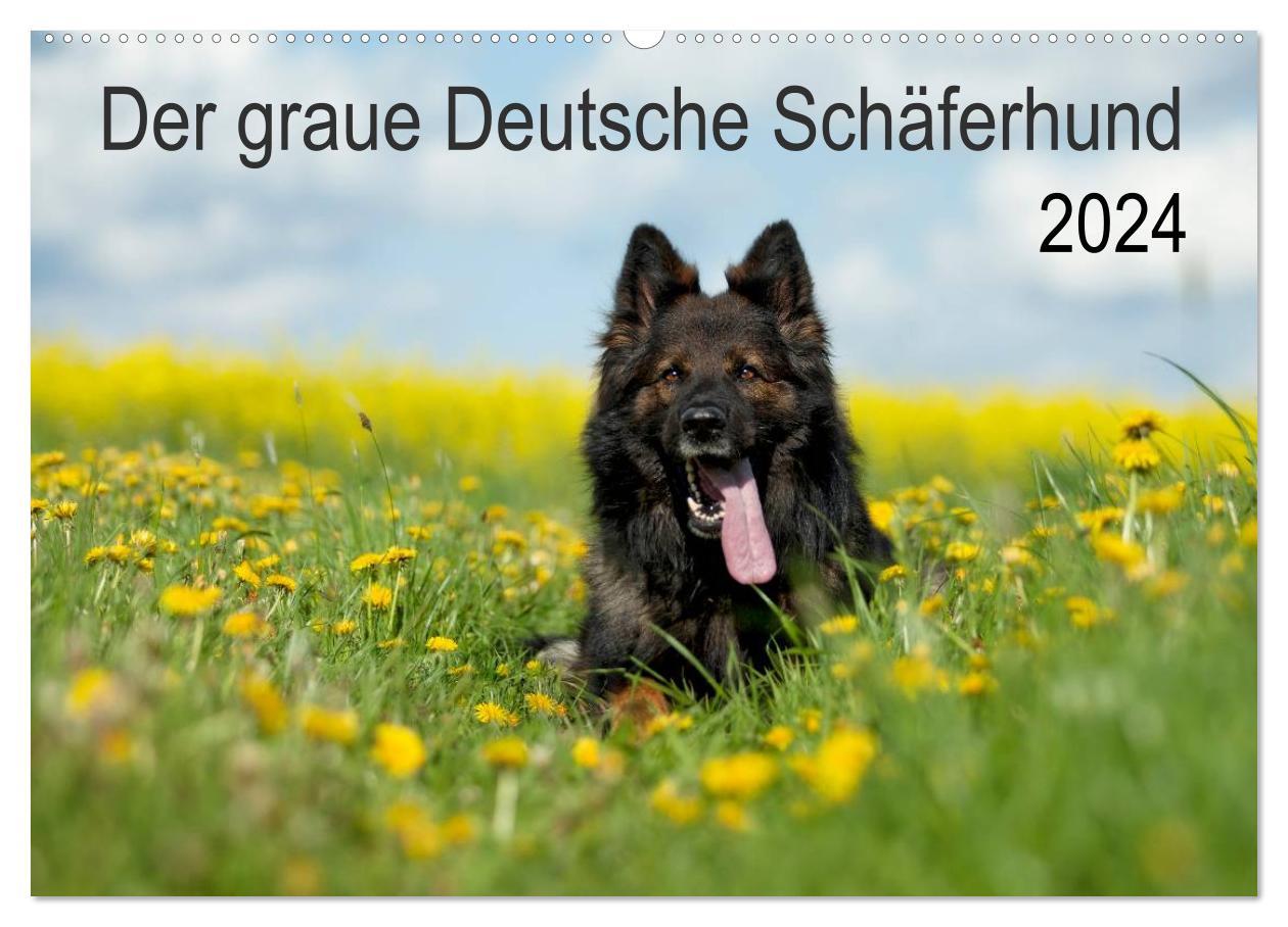 Kalendář/Diář Der graue Deutsche Schäferhund (Wandkalender 2024 DIN A2 quer), CALVENDO Monatskalender 
