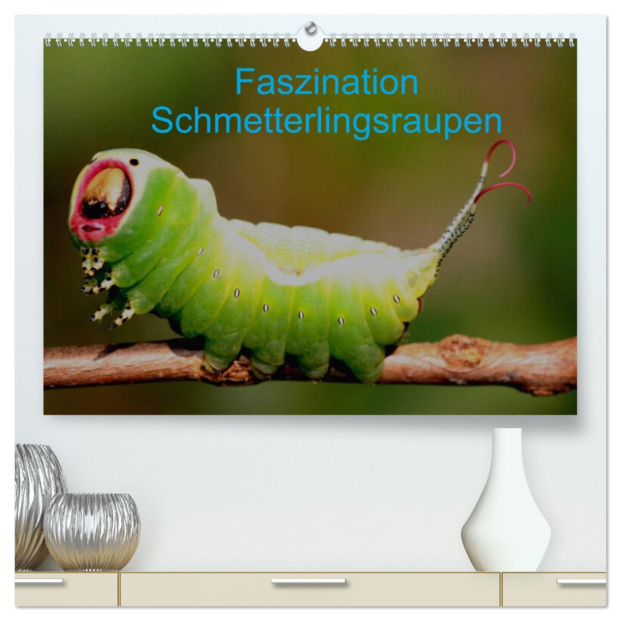 Calendar / Agendă Faszination Schmetterlingsraupen (hochwertiger Premium Wandkalender 2024 DIN A2 quer), Kunstdruck in Hochglanz 
