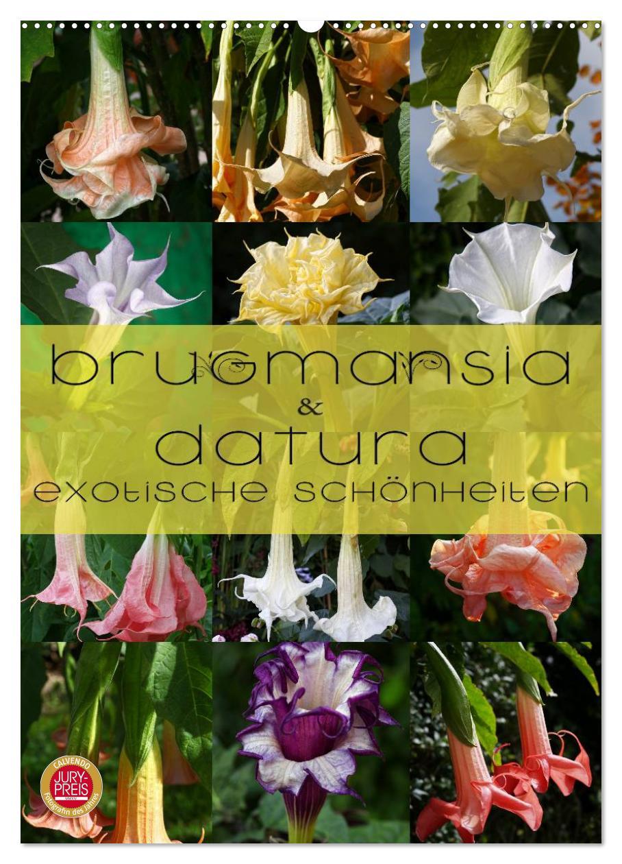 Naptár/Határidőnapló Brugmansia & Datura - Exotische Schönheiten (Wandkalender 2024 DIN A2 hoch), CALVENDO Monatskalender 