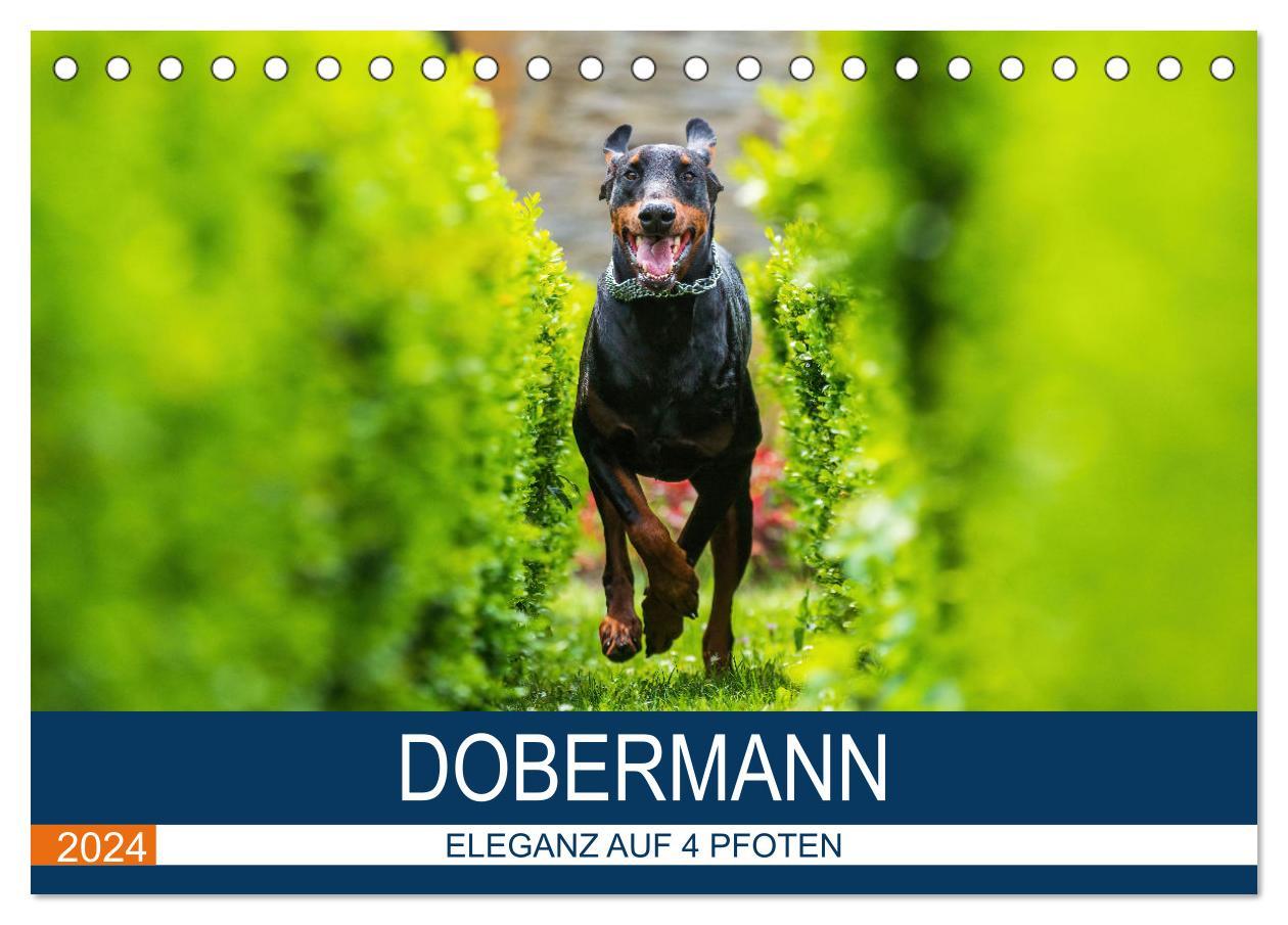 Kalendár/Diár Dobermann 2024 (Tischkalender 2024 DIN A5 quer), CALVENDO Monatskalender 
