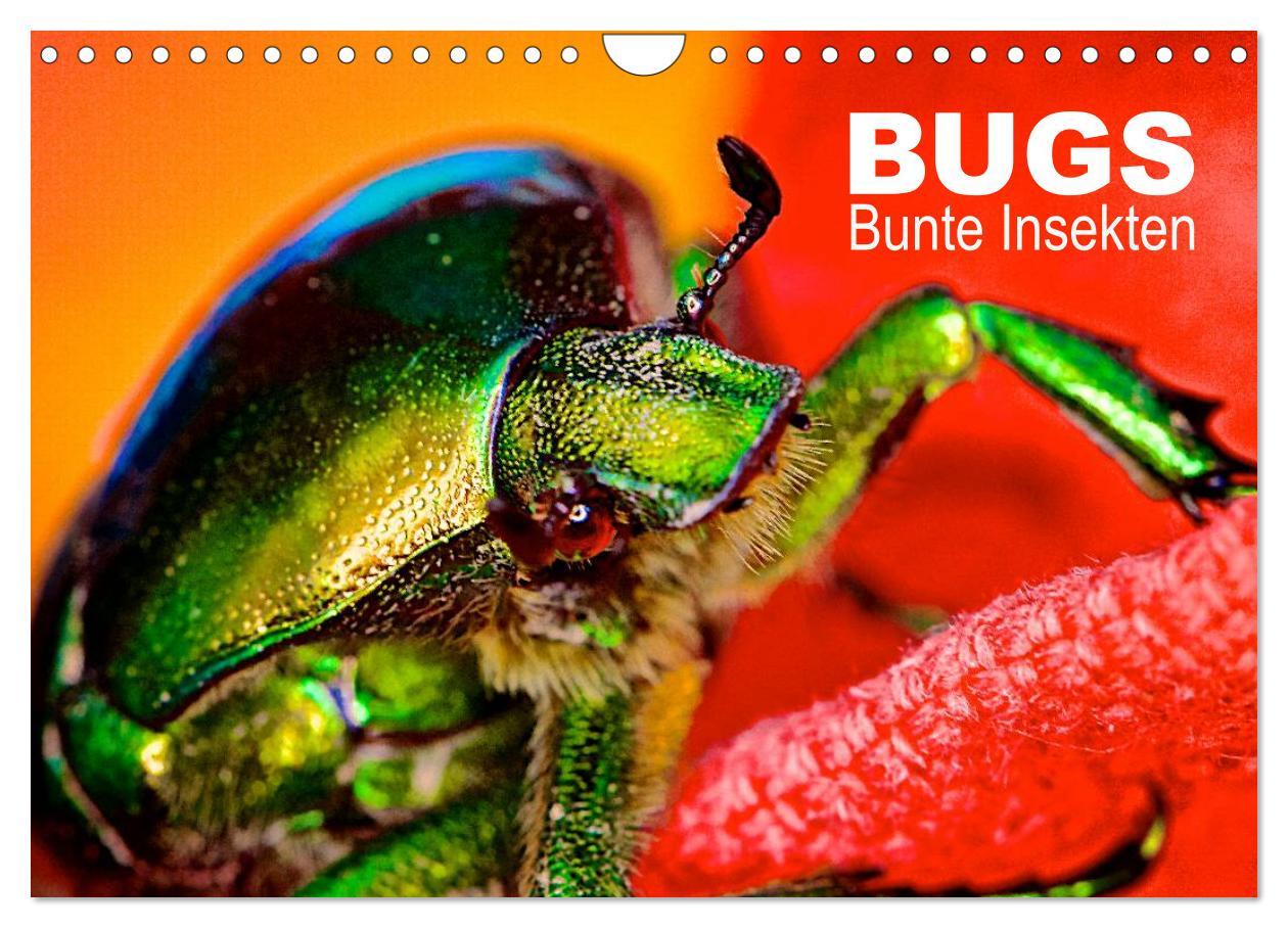 Kalendář/Diář BUGS, Bunte Insekten (Wandkalender 2024 DIN A4 quer), CALVENDO Monatskalender 